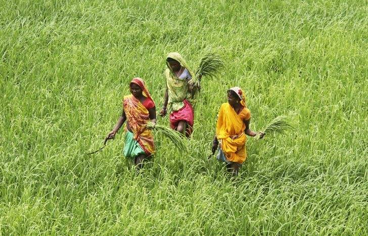telanganarecordshighestpaddyprocurement